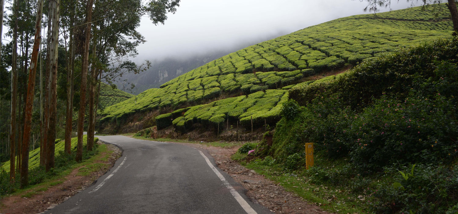 Book Munnar to Thekkady Taxi |Tea Plantations to Wildlife Sanctuaries: Munnar to Thekkady Cab