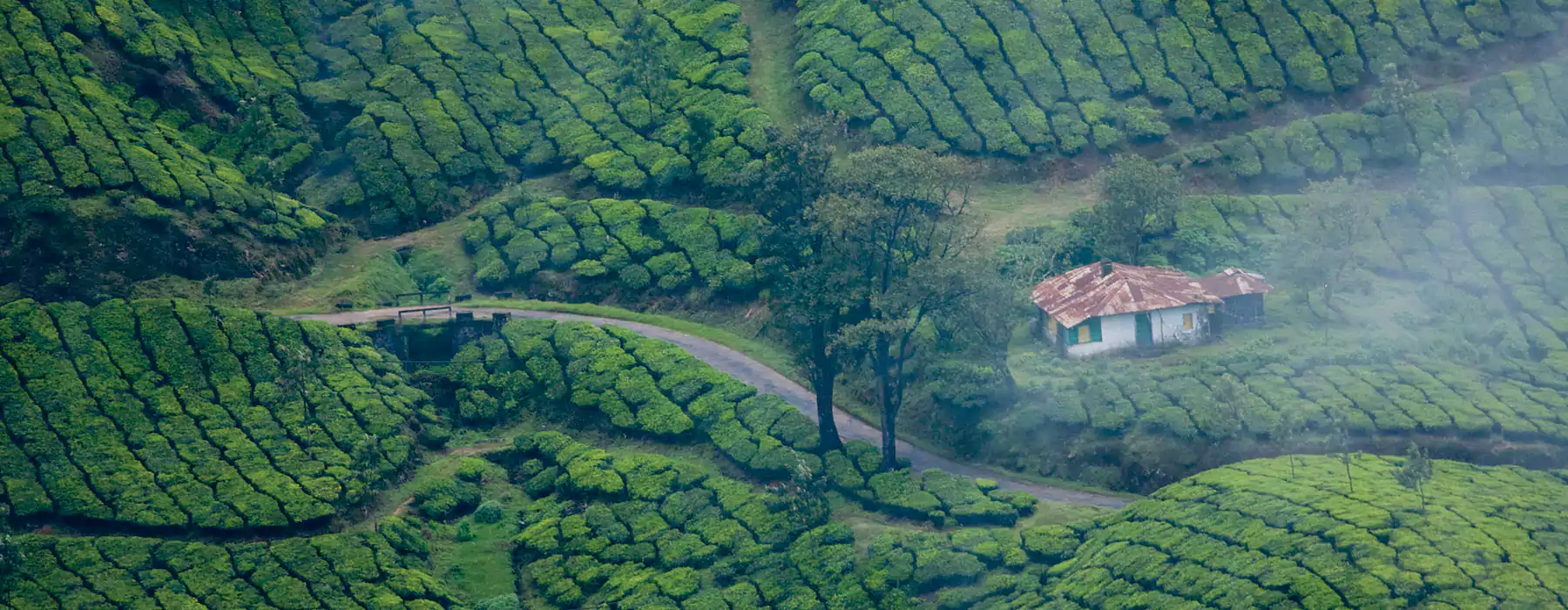 Munnar Tour Packages from Cochin