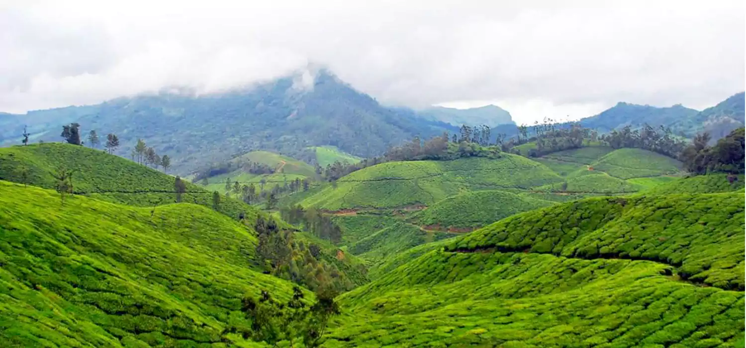 Kolukkumalai Trekking & Camping