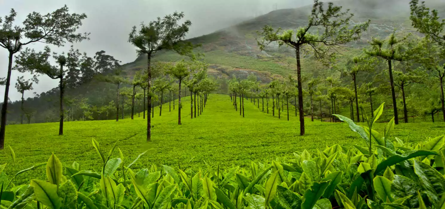Tea Plantation Tour in Munnar