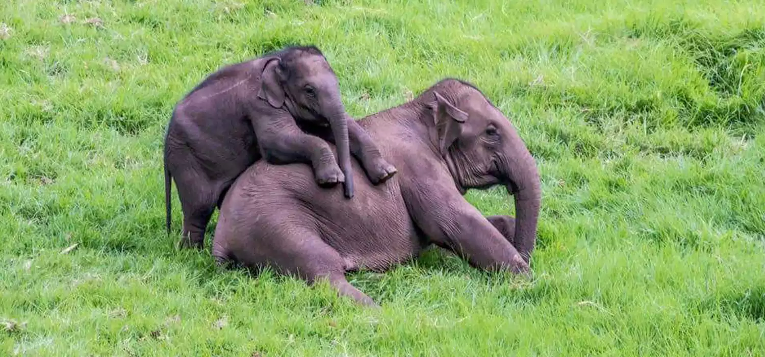 Chinnar Wildlife Sanctuary Sightseeing Tour