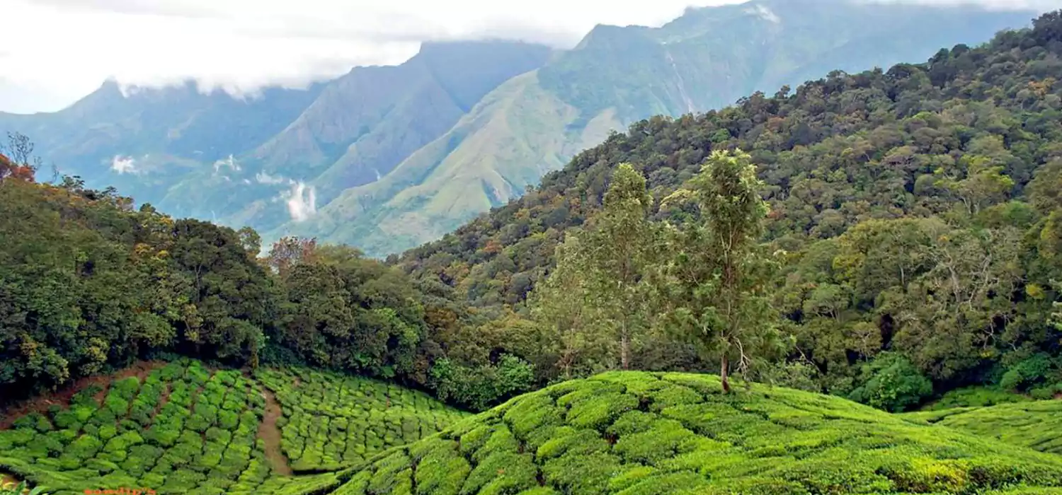 Munnar Sightseeing Tour
