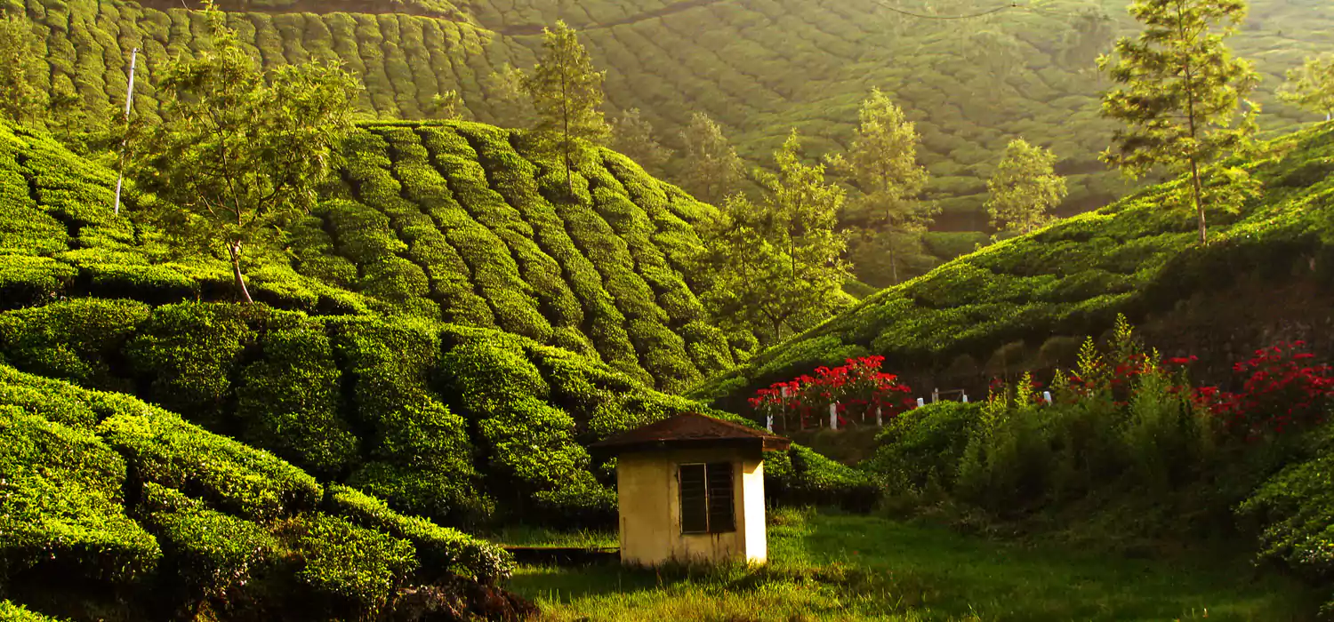 Munnar Tree House Honeymoon Tour