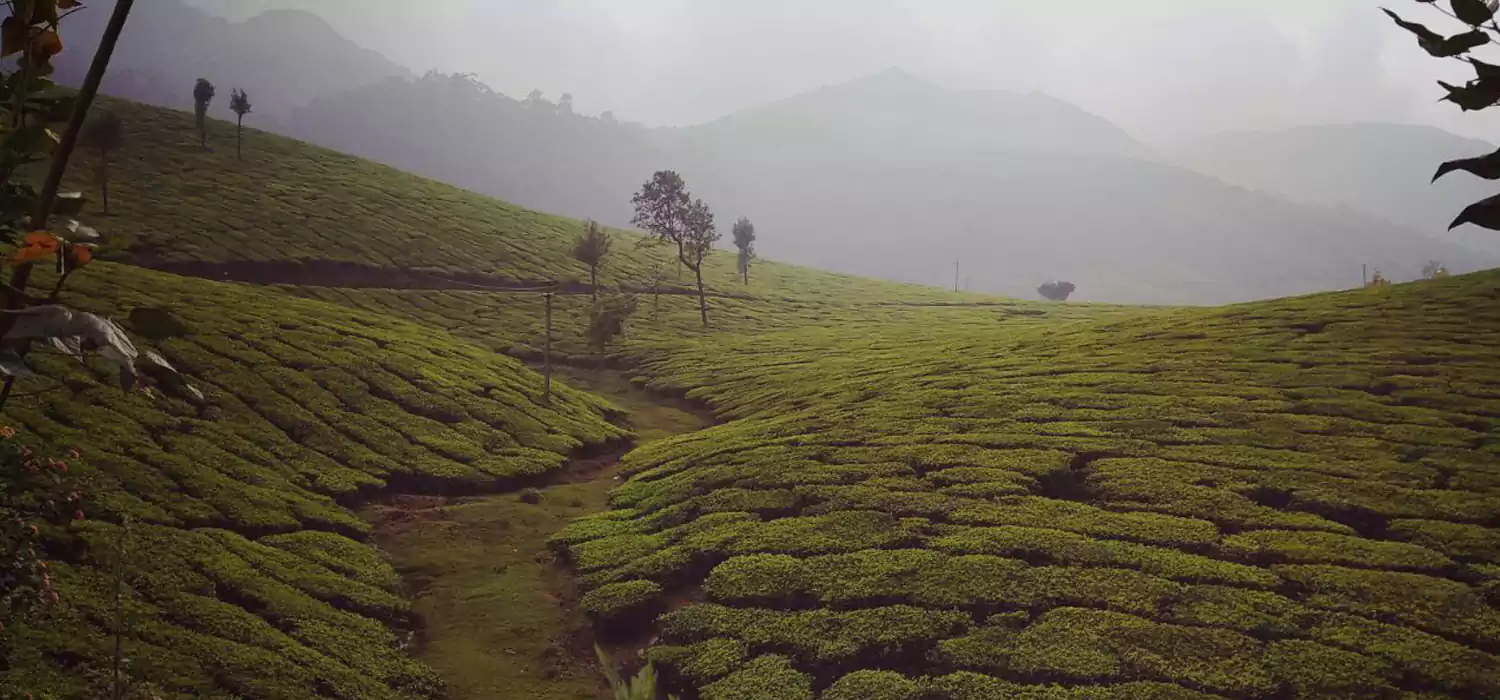 Munnar Thekkady Alleppey Package